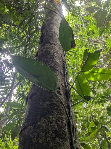 Pothos tener observed 2026-02-25
