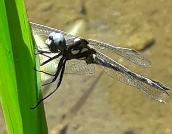 Ivory-striped Sylph