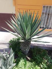 Agave