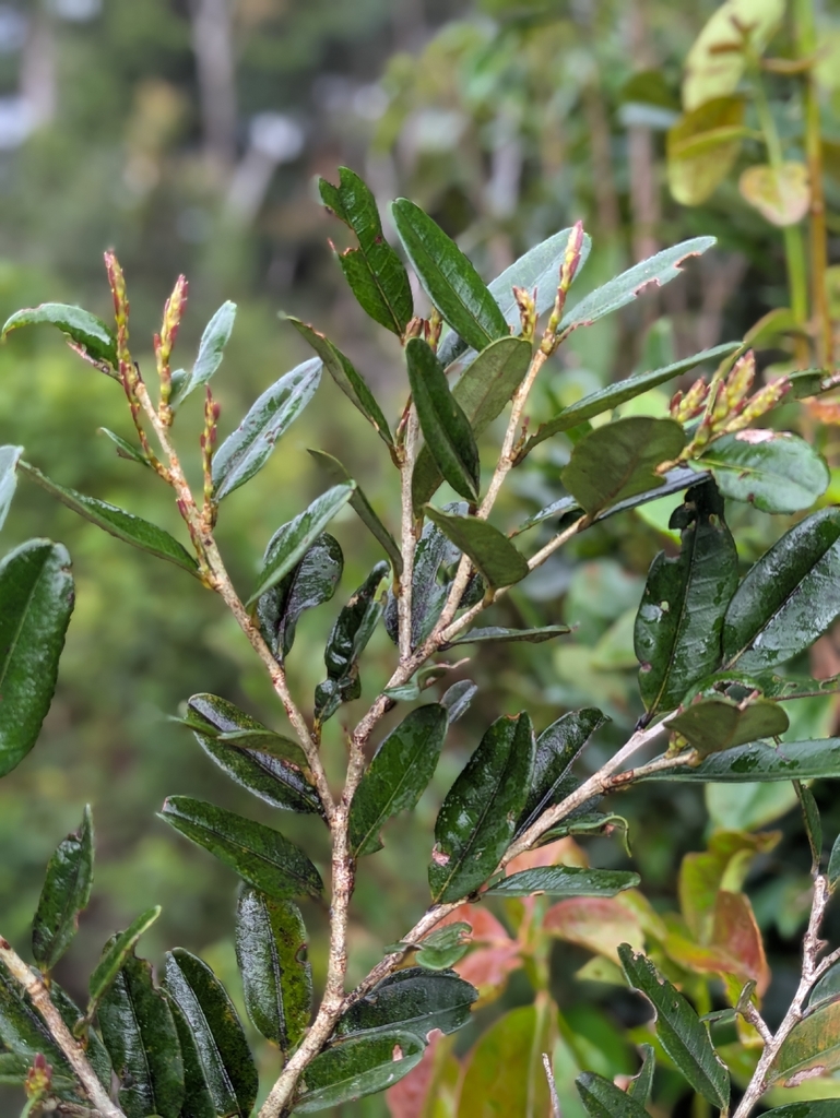 Nothofagus brassii Steenis