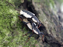 Heilipus gibbus