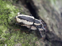 Heilipus gibbus