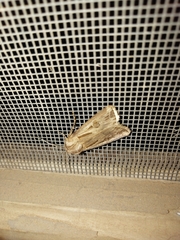 Agrotis spinifera
