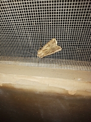 Agrotis spinifera