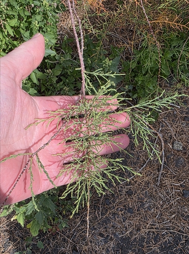 Canary Island Tamarisk (Tamarix canariensis)