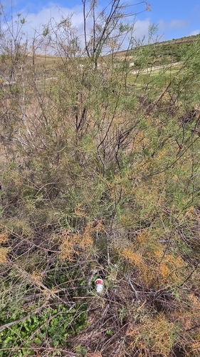 Tamarix canariensis, photograph 3
