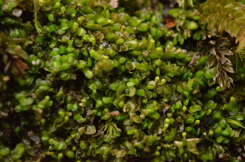 Liochlaena subulata