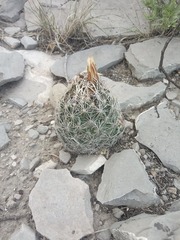 Coryphantha neglecta