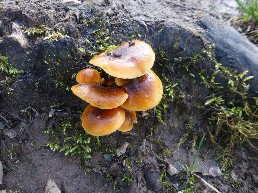 Flammulina · February 2026 · photo: © sahalsey (iNaturalist, cc-by)