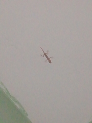 Ptyodactylus hasselquistii