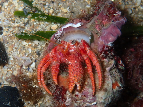 Red Hermit Crab, Montredon, Marseille, France, photo 7 of 10