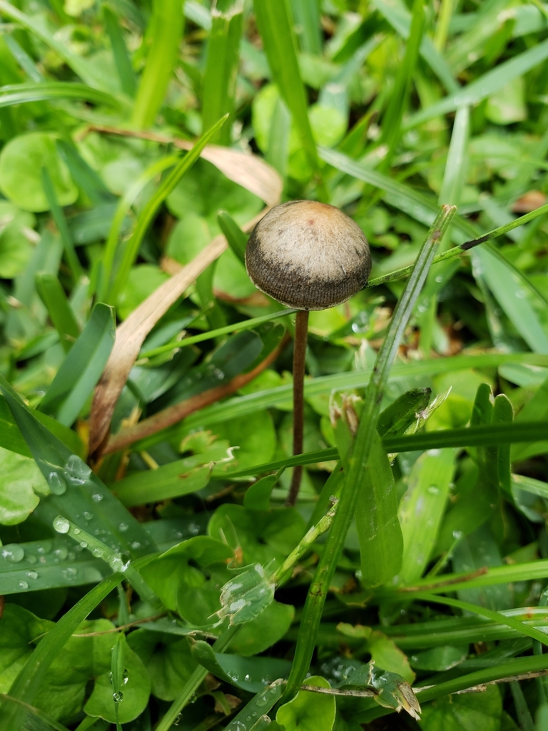 Panaeolus acuminatus · February 2020 · photo: © soolquipildor (iNaturalist, cc-by-sa)