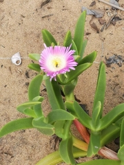 Carpobrotus dimidiatus