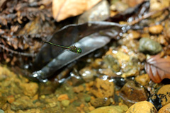 Procordulia irregularis