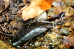 Procordulia irregularis