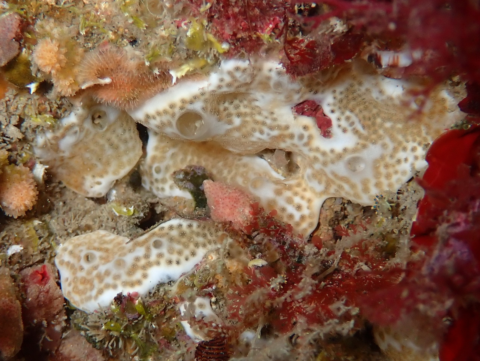 Lissoclinum weigelei Lafargue, 1968