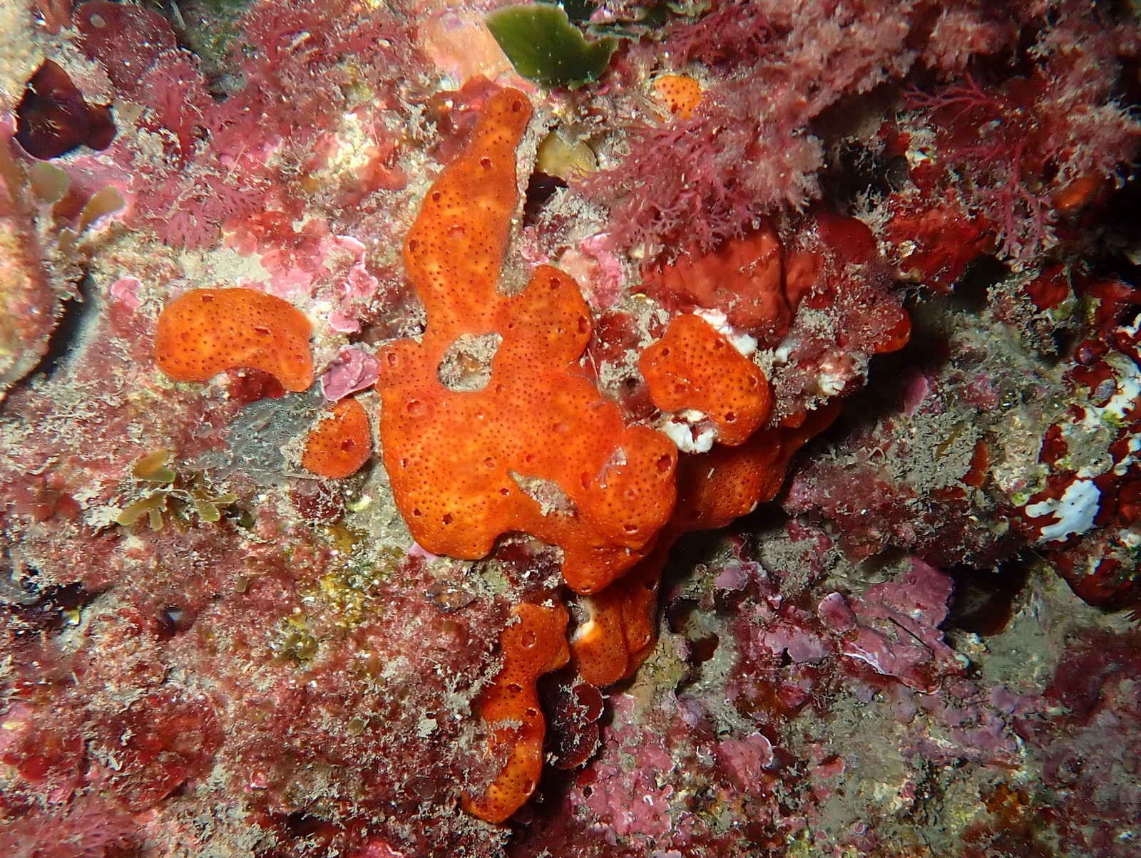 Polysyncraton lacazei (Giard, 1872)