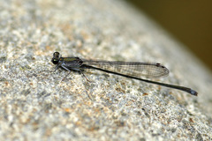 Nesobasis comosa