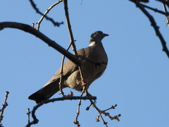 Columba palumbus