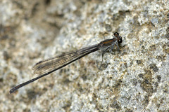 Nesobasis comosa