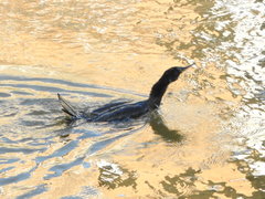 Phalacrocorax carbo