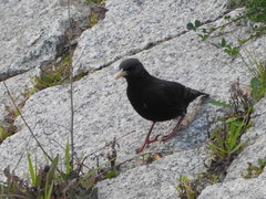 Sturnus unicolor