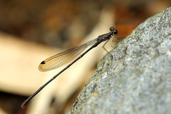 Melanesobasis flavilabris