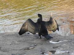 Phalacrocorax carbo