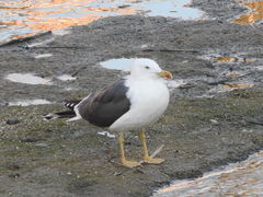 Larus fuscus