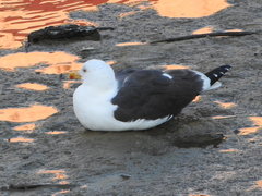 Larus fuscus
