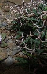 Launaea cervicornis