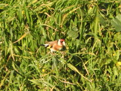 Carduelis carduelis