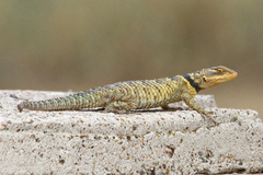 Sceloporus cyanogenys