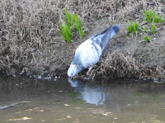 Columba livia