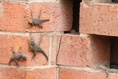 Sceloporus cyanogenys