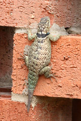 Sceloporus cyanogenys