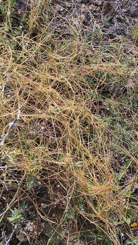 Alfalfa Dodder (Cuscuta approximata)