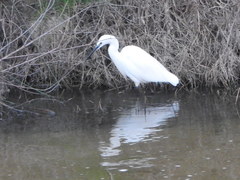 Egretta garzetta