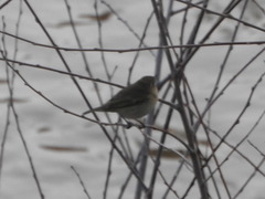 Phylloscopus collybita