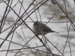 Phylloscopus collybita