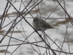 Phylloscopus collybita