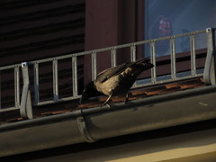 Corvus cornix