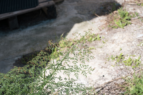 giant Tangier fennel (Ferula tingitana)