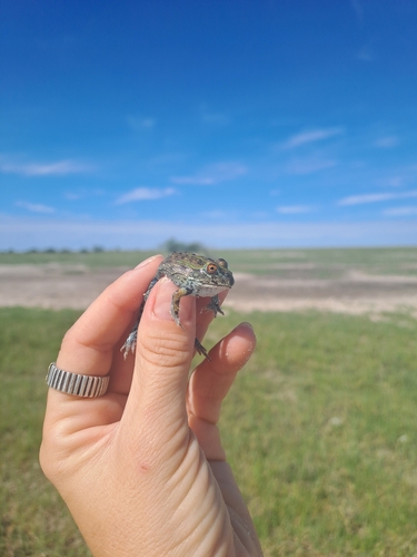 Giant African Bullfrog