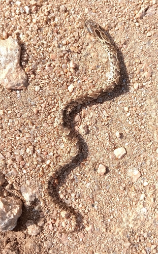 Wagler's Snake
