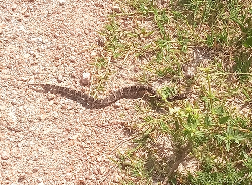 Wagler's Snake