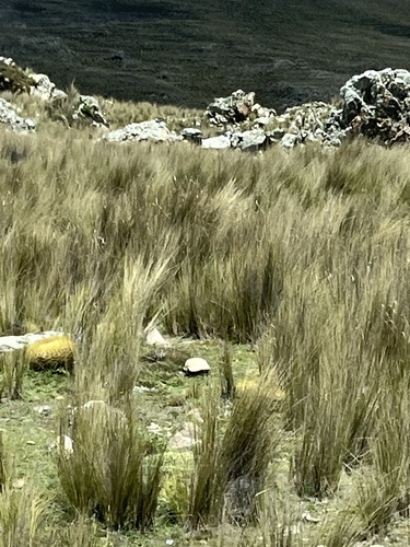 Oroya borchersii
