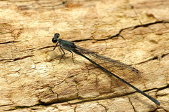 Nesobasis comosa