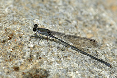 Nesobasis comosa