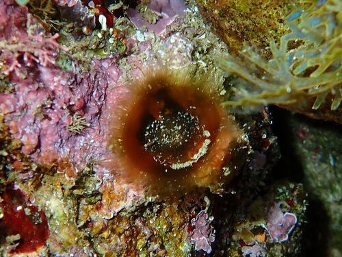 Zanardinia typus, 2026-02-25
